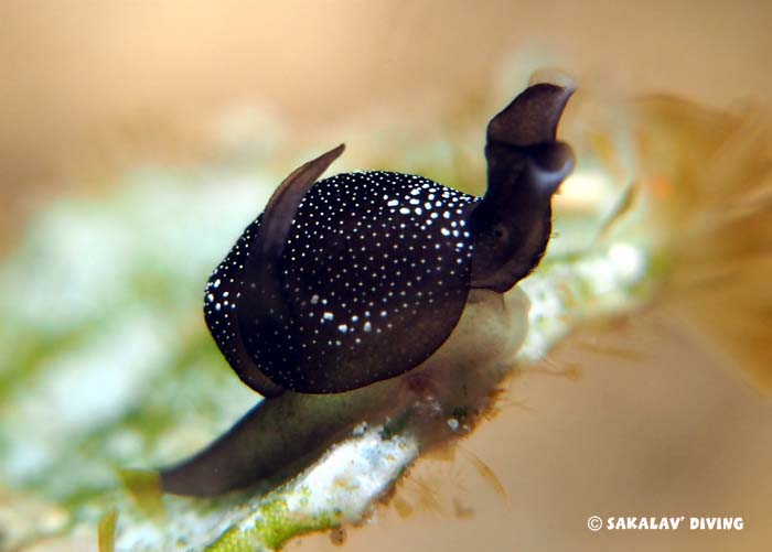 opisthobranchs and planarians of Nosy Be